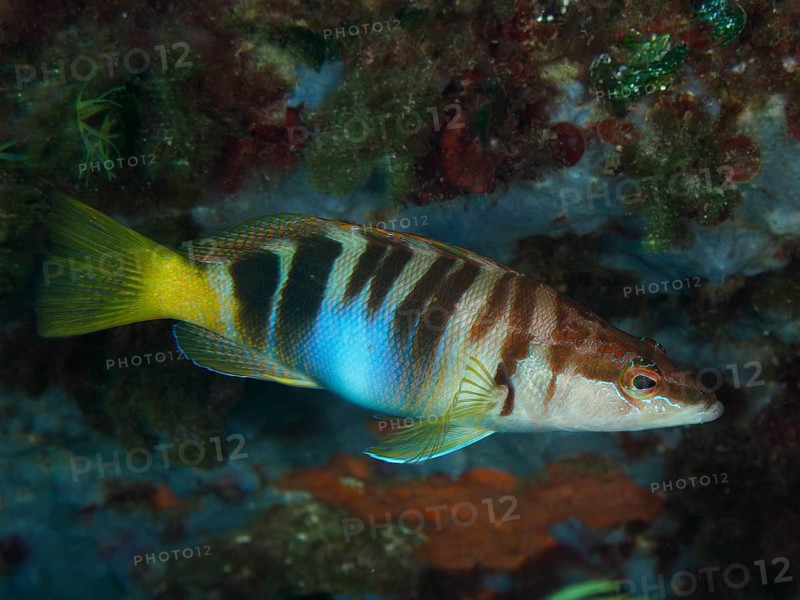 A fish with stripes, scribbled perch (Serranus scriba), swimming in front of a coloured background in the Mediterranean Sea near Hyères, dive site Giens Peninsula, Provence Alpes Côte d'Azur, France