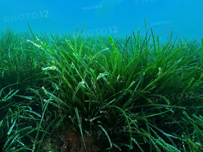 Densely growing green seagrass, Neptune grass (Posidonia oceanica), covers the seabed in the Mediterranean Sea near Hyères, diving site Giens Peninsula, Provence Alpes Côte d'Azur, France