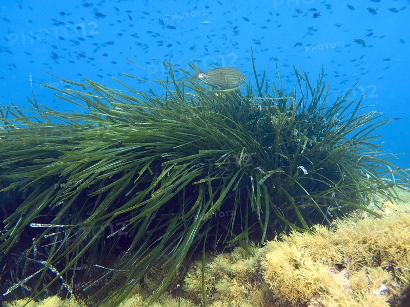 A fish swims over dense seagrass, Neptune grass (Posidonia oceanica), on the bottom in the Mediterranean Sea near Hyères, dive site Peninsula Giens, Provence Alpes Côte d'Azur, France
