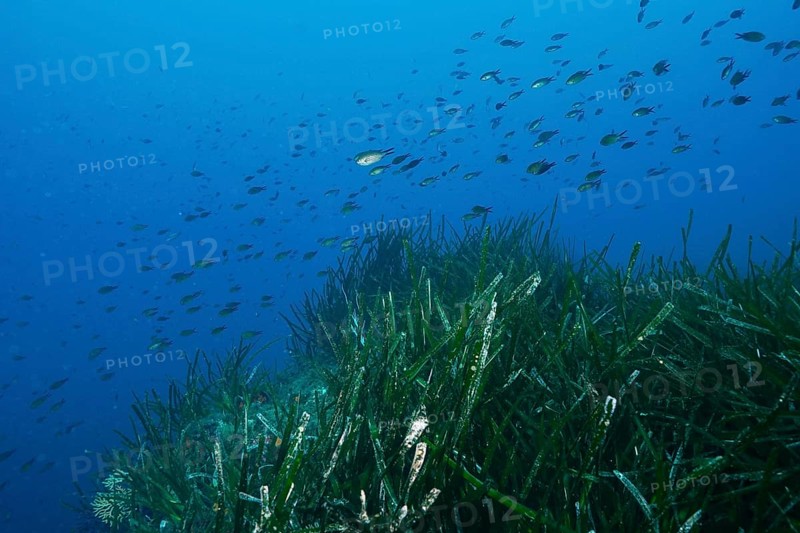 A school of fish swimming over Neptune grass (Posidonia oceanica), sea grass, in the blue Mediterranean Sea near Hyères, dive site Giens Peninsula, Provence Alpes Côte d'Azur, France