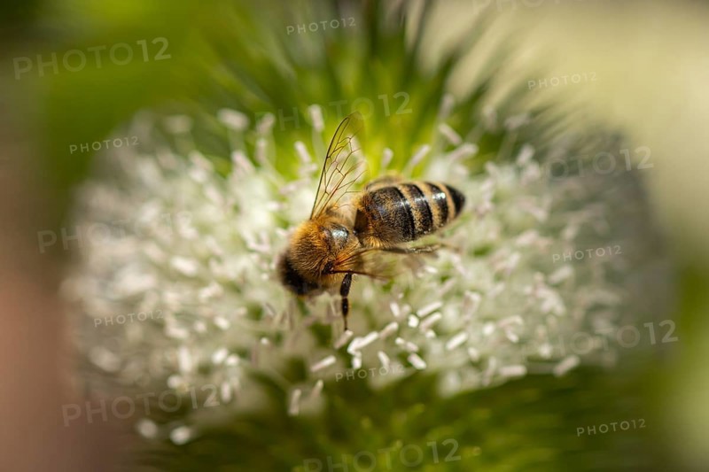 Close-up of a honey bee (Apis) on a flowering weaver's card (Dipsacus sativus), Neunkirchen, Lower Austria, Austria