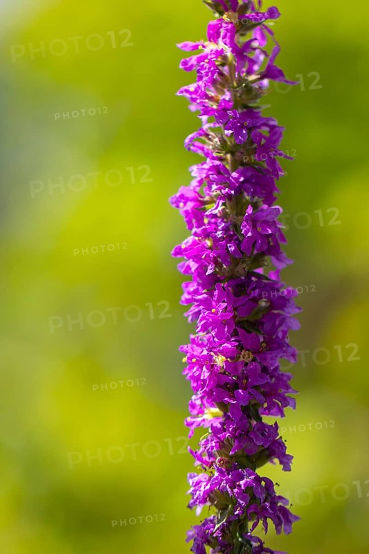 Inflorescence of purple loosestrife (Lythrum salicaria) against a green background, Neunkirchen, Lower Austria, Austria