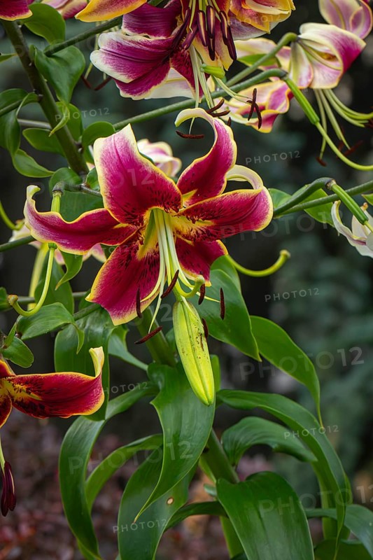 Magnificently coloured flowers of the Turk's cap (Lilium martagon), Neunkirchen, Lower Austria, Austria