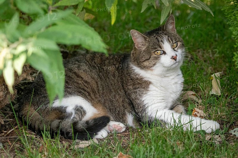 Cat (Felis Catus) lying relaxed in the grass under shady bushes, Ternitz, Lower Austria, Austria