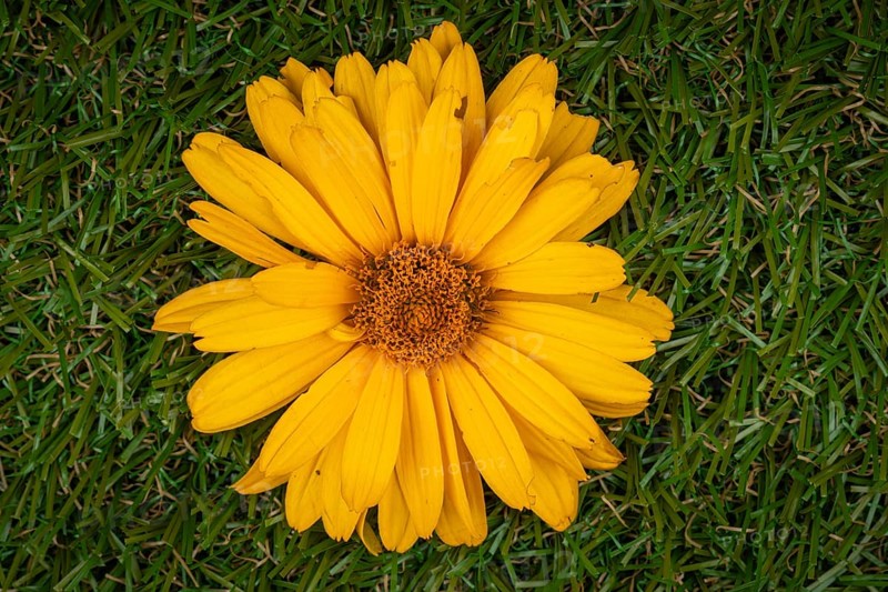 A single yellow flower of the heliopsis with detailed petals on a grassy area