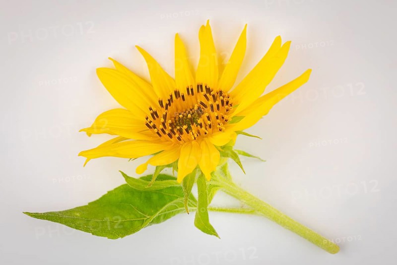 A yellow sunflower (Helianthus annuus) with green leaves on a white background