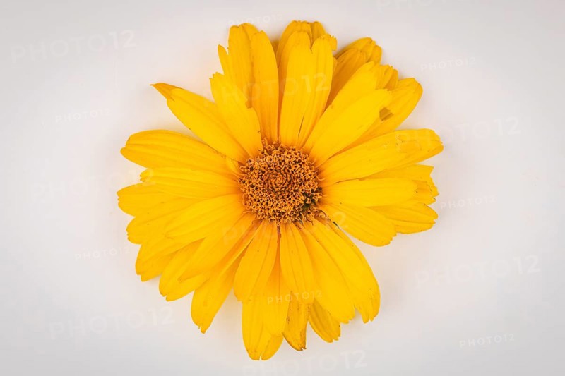 A single yellow flower of the heliopsis with detailed petals on a light-coloured background, close-up