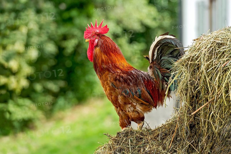 Rooster on the dung heap, male domestic fowl (Gallus gallus domesticus), bright red comb, farm in Westerham, agriculture, Feldkirchen, Upper Bavaria, Bavaria, Germany