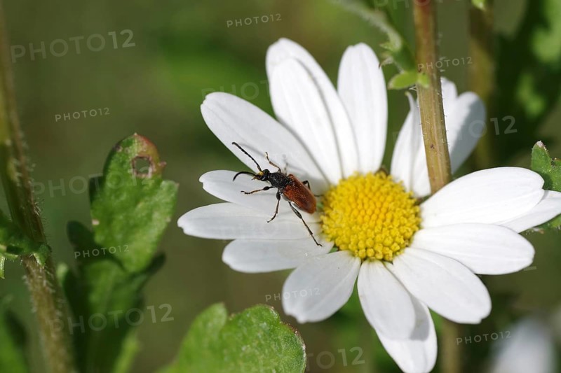 Fairy-ring longhorn beetle (Pseudovadonia livida), insect, daisy, macro, garden, coloured, Germany