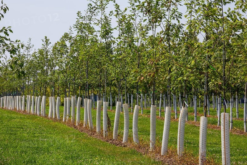 Shelbyville, Michigan - Trees growing at Winding Creek Nursery in west Michigan. The company grows Michigan native shade trees and flowering ornamental trees