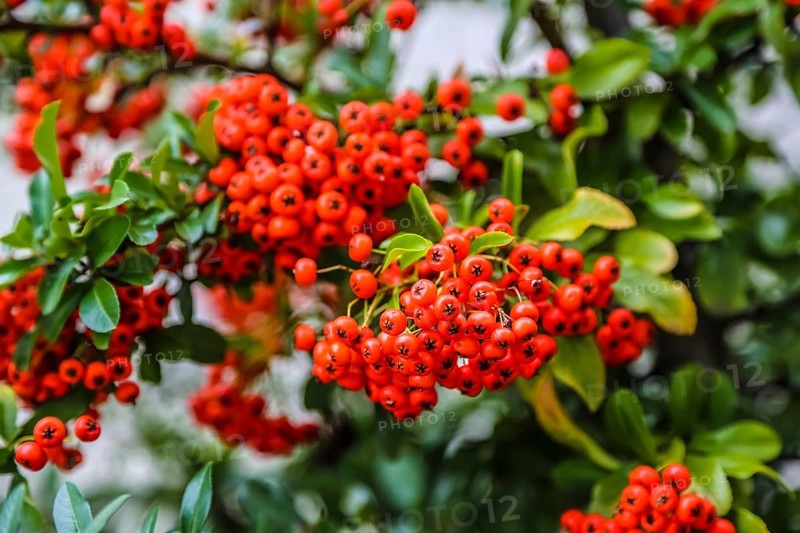 Firethorn (Pyracantha), shrub, plants, orange-coloured berries, Oberuhldingen district, Uhldingen-Mühlhofen municipality, Lake Constance district, Baden-Württemberg, Germany