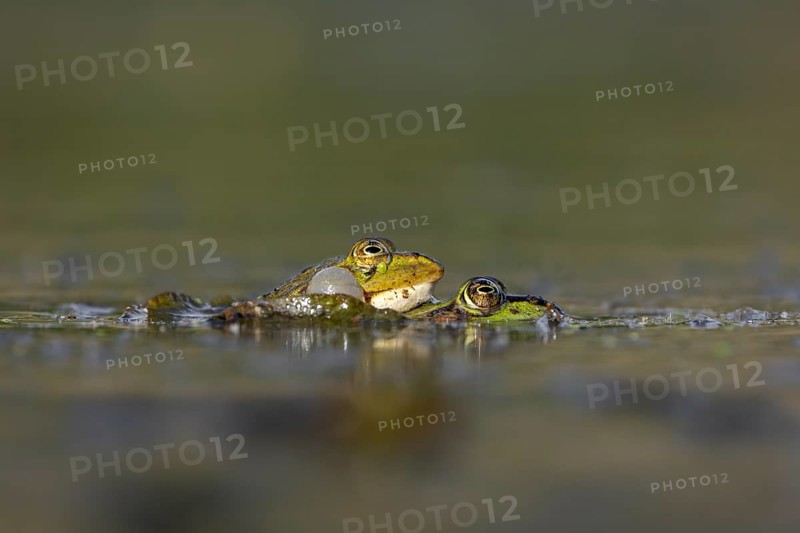 Even when mating and laying eggs, the male water frog (Pelophylax kl. esculentus) can't stop croaking, spawning season, Germany