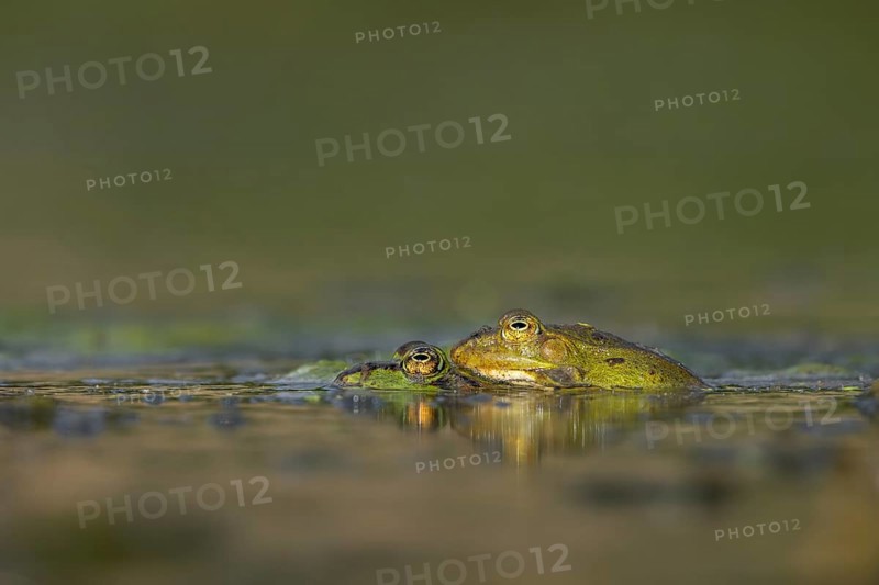Water frogs (Pelophylax cl. esculentus) during mating, spawning season, Germany