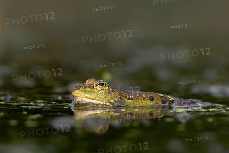 The water frog (Pelophylax kl. esculentus) is not recognised as a separate species, Germany