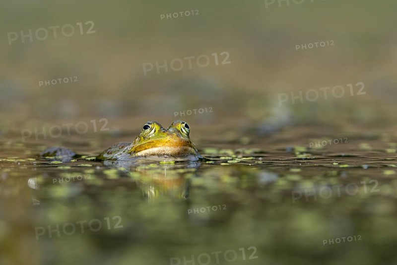The water frog (Pelophylax kl. esculentus) is well camouflaged between the green floating leaves of the pond lentil, Germany
