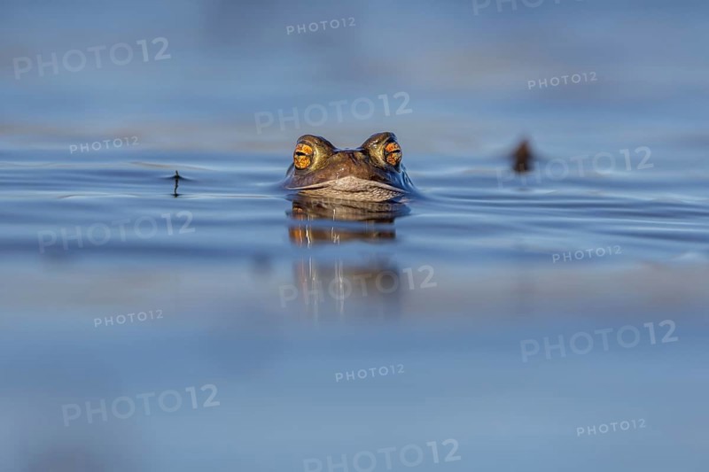 The horizontal, elliptical pupils of the male common toad (Bufo bufo) are an important distinguishing feature for all toad species, spawning season, Denmark