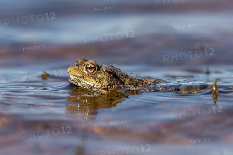 When there are waves, the male common toads (Bufo bufo) waiting for the females have to cling to small water plants or reeds to avoid being washed up on the shore, spawning time, Denmark