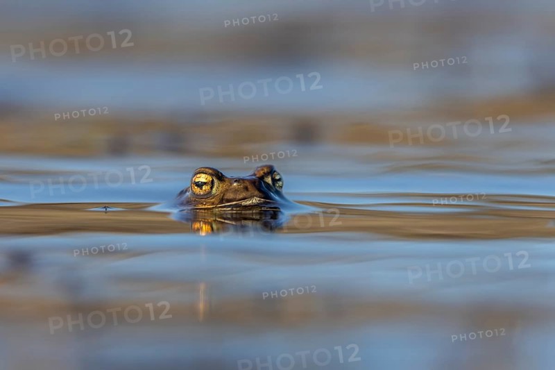 While the male common toads (Bufo bufo) spend several weeks in the spawning waters, the females leave immediately after laying their eggs, spawning time, Denmark