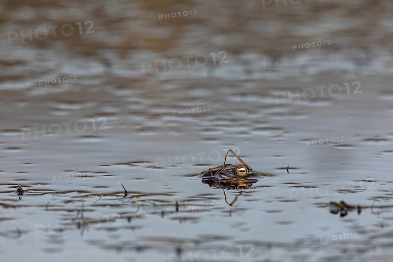 Well camouflaged and floating on the water, a male common toad (Bufo bufo) looks out for females in the spawning waters, spawning season, Denmark