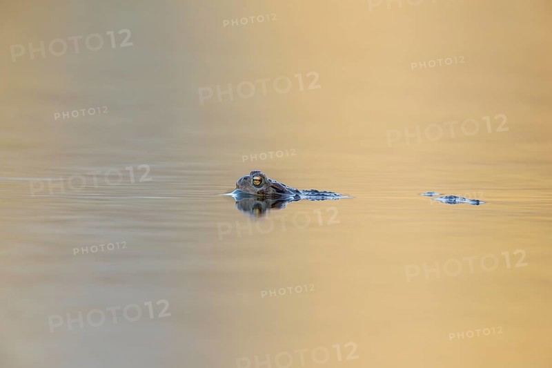 Floating on the water, a male common toad (Bufo bufo) looks out for females in the spawning waters, spawning season, Germany