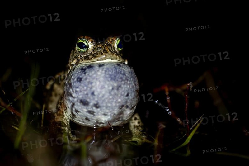 At night, the calls of the natterjack toad (Epidalea calamita) can be heard from up to 2 km away, spawning season, Denmark