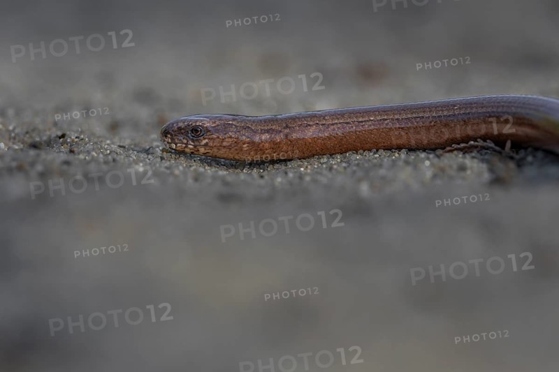 The slow worm (Anguis fragilis) slowly retreats into cover, probably having noticed my presence after all, heath landscape, Denmark