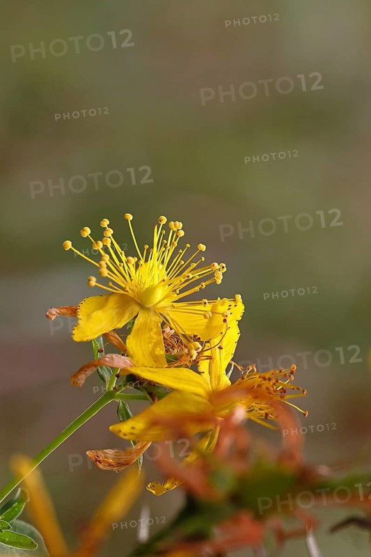 Common St John's wort (Hypericum perforatum), spotted St John's wort or common St John's wort (Hypericum perforatum), medicinal plant, flowering, Wilnsdorf, North Rhine-Westphalia, Germany
