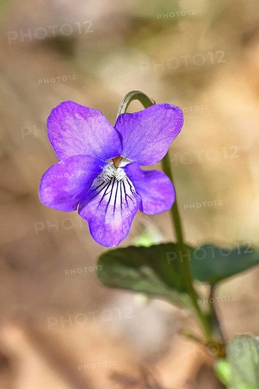 Grove violet (Viola riviniana), blue flower, on the forest floor in a beech forest, spring, Wilnsdorf, North Rhine-Westphalia, Germany
