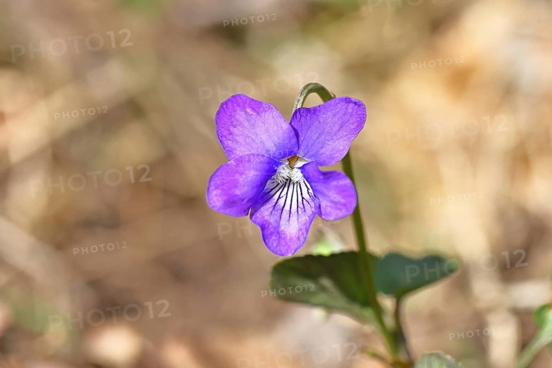 Grove violet (Viola riviniana), blue flower, on the forest floor in a beech forest, spring, Wilnsdorf, North Rhine-Westphalia, Germany