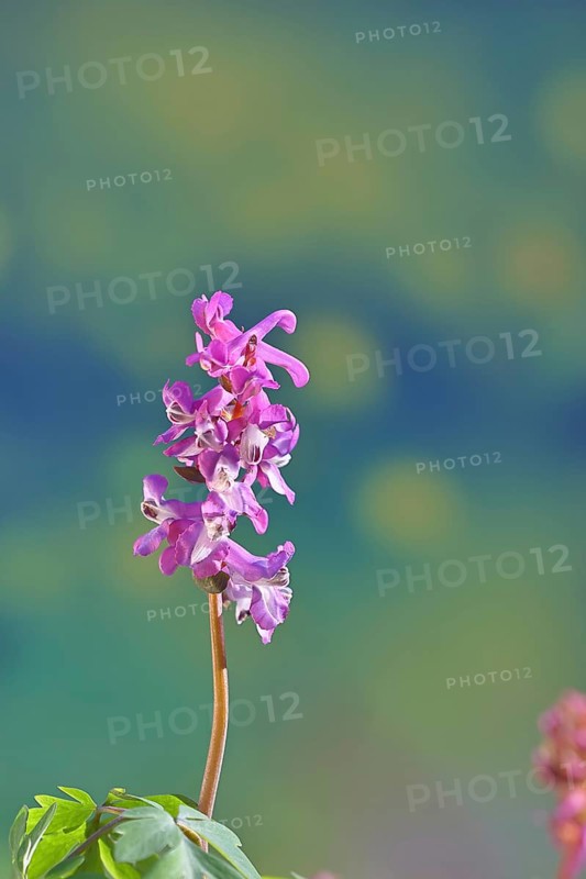 Hollow larkspur (Corydalis cava), inflorescence in a beech forest, spring, Wilnsdorf, North Rhine-Westphalia, Germany