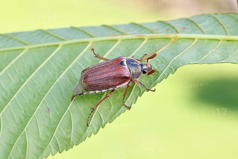 May beetle, wood cockchafer (Melolontha hippocastani), male, on leaf of a horse chestnut (Aesculus hippocastanum), close-up, Wilnsdorf, North Rhine-Westphalia, Germany