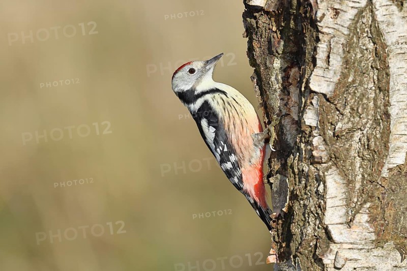 Middle spotted woodpecker (Dendrocopos medius), foraging on the trunk of a common birch (Betula pendula), wildlife, woodpeckers, nature photography, autumn, Wilnsdorf, North Rhine-Westphalia, Germany