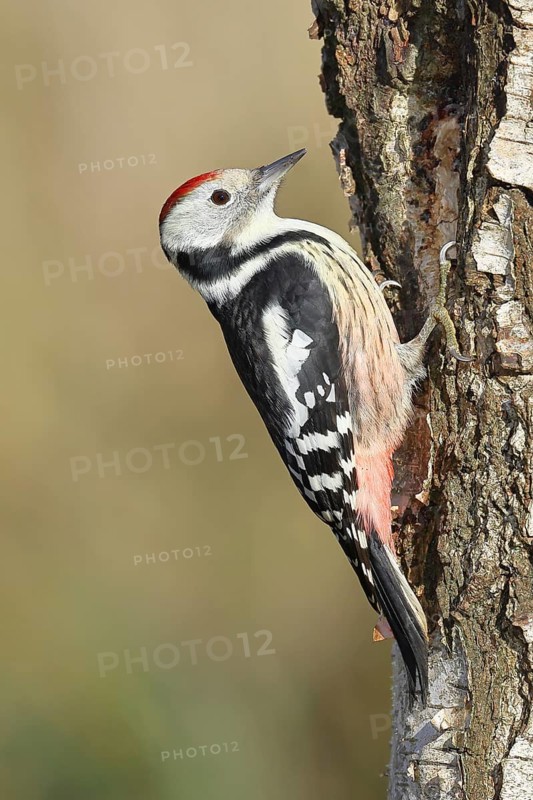 Middle spotted woodpecker (Dendrocopos medius), foraging on the trunk of a common birch (Betula pendula), wildlife, woodpeckers, nature photography, autumn, Wilnsdorf, North Rhine-Westphalia, Germany