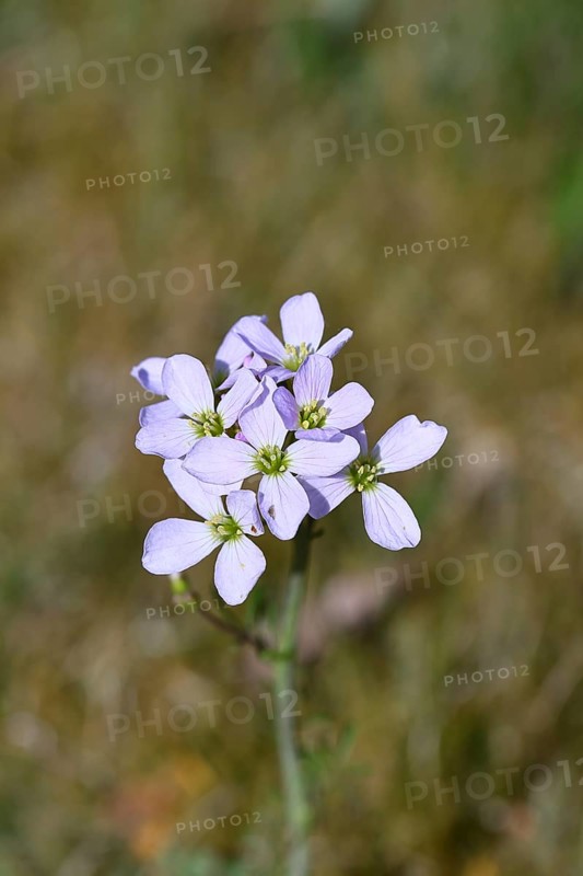 Meadow foamwort (Cardamine pratensis), cuckoo flower, lady's mantle in bloom, Wilnsdorf, North Rhine-Westphalia, Germany