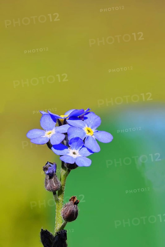 Marsh forget-me-not (Myosotis palustris), true forget-me-not in bloom in spring, close-up, Wilnsdorf, North Rhine-Westphalia, Germany