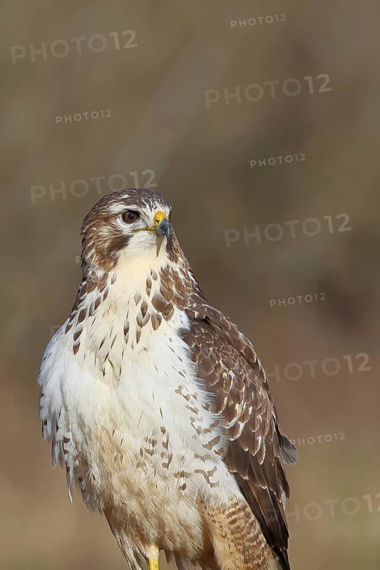 Buzzard (buteo buteo), light-coloured variant, light morph, side view, animal portrait, wildlife, North Rhine-Westphalia, Germany