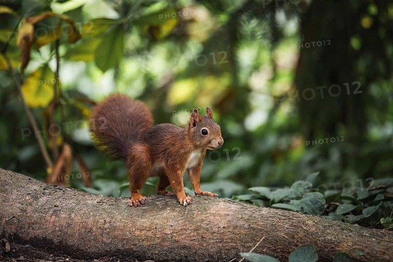 Eurasian squirrel (Sciurus vulgaris), red squirrel stands attentively on a lying tree trunk in the greenery, cropped in front of soft background bokeh, natural daylight and quiet forest atmosphere, Dortmund, North Rhine-Westphalia, Germany