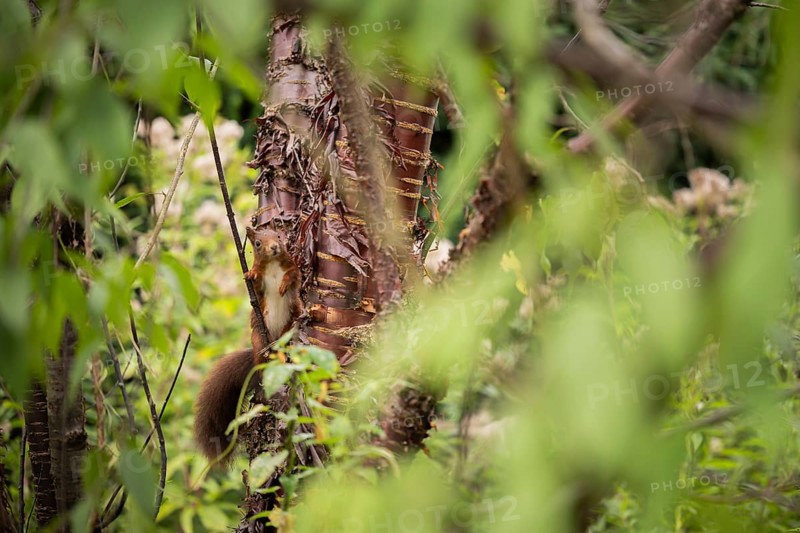 Eurasian squirrel (Sciurus vulgaris), squirrel climbs on a tree trunk and is partially covered by dense foliage, natural camouflage in the green undergrowth, soft diffuse daylight and quiet forest atmosphere, Dortmund, North Rhine-Westphalia, Germany