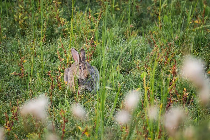 Wild rabbit (Oryctolagus cuniculus) adult, sitting hidden in dense coastal grass and low vegetation, frontal view of the viewer with natural camouflage, blurred plants in the foreground, soft daylight and calm natural atmosphere, Schillig, Lower Saxony, Germany