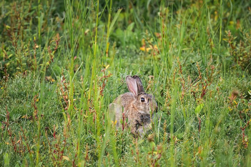 Wild rabbit (Oryctolagus cuniculus) adult, sitting in high coastal grass and low vegetation, side view with erect ears and natural camouflage, soft daylight and quiet natural atmosphere, Schillig, Lower Saxony, Germany