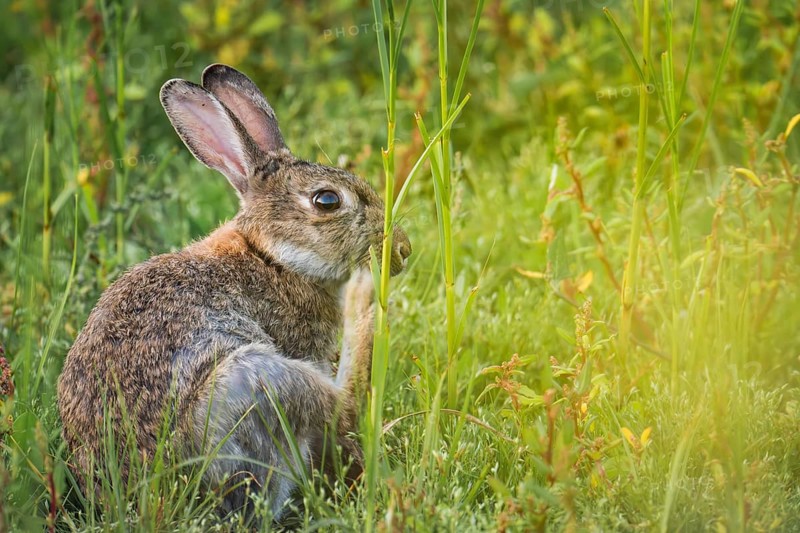 Wild rabbit (Oryctolagus cuniculus) adult, sitting in high coastal grass and scratching itself, side view with erect ears and natural camouflage, yellow-green foreground as soft colour veil, quiet nature mood, Schillig, Lower Saxony, Germany