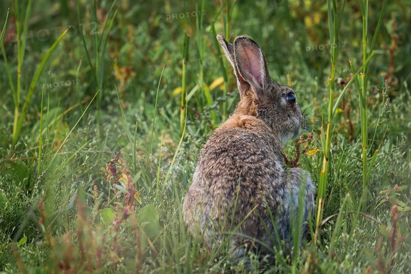 Wild rabbit (Oryctolagus cuniculus) adult, sitting in high coastal grass with its back to the viewer and turning its head sideways, erect ears and natural camouflage fur in green vegetation, soft light and calm natural atmosphere, Schillig, Lower Saxony, Germany
