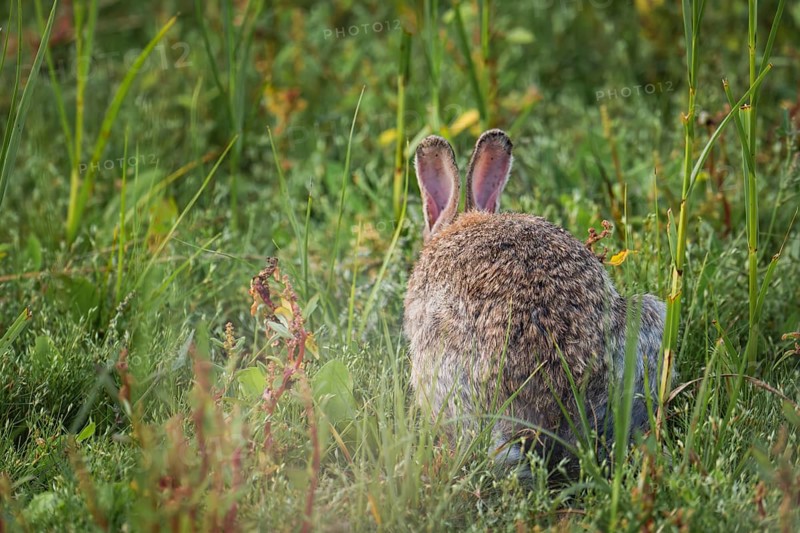 Wild rabbit (Oryctolagus cuniculus) adult, sitting from behind in tall grass, erect ears and fluffy tail in dense green vegetation, Schillig, Lower Saxony, Germany