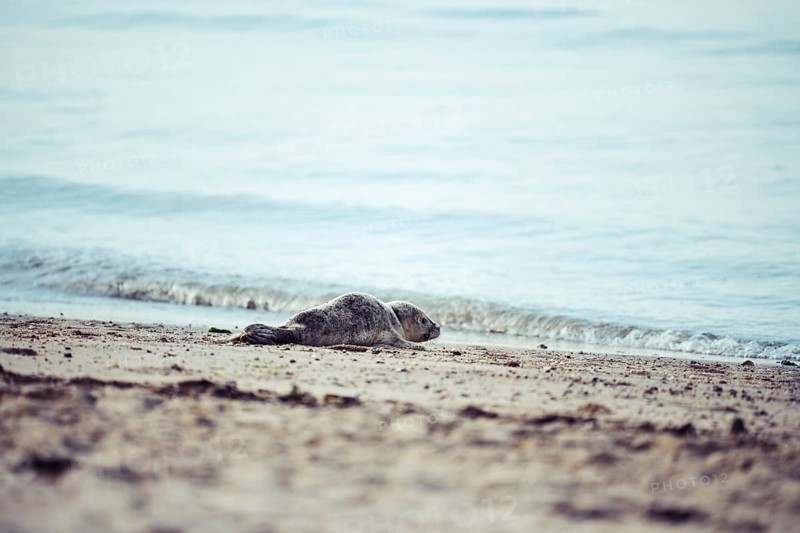 Harbour seal (Phoca vitulina) pup, howler, at the water's edge on a sandy beach, soft light, Schillig, Lower Saxony, Germany
