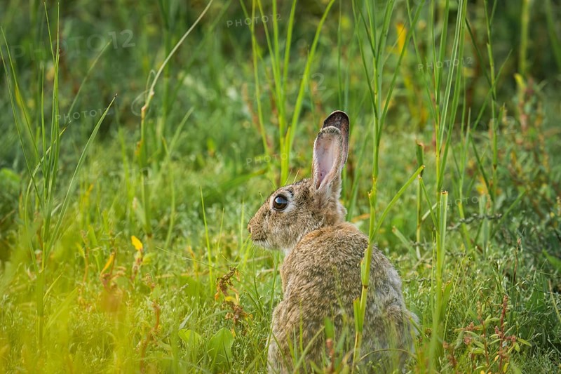 Wild rabbit (Oryctolagus cuniculus) adult, sitting in profile in tall grass, erect ears and alert expression in green meadow vegetation with soft light, Schillig, Lower Saxony, Germany