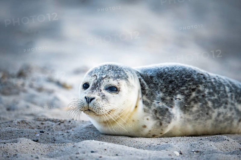 Harbour seal (Phoca vitulina) pup, howler, lying on a sandy beach, close-up with head slightly raised and frontal view of the viewer, whiskers and speckled fur clearly visible, calm coastal scenery in the background, soft light, Schillig, Lower Saxony, Germany