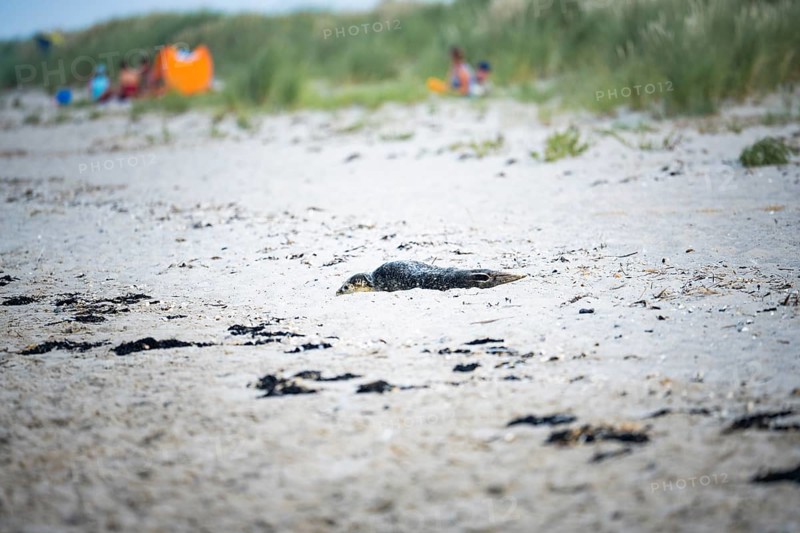 Harbour seal (Phoca vitulina) pup, howler, lying on a sandy beach, blurred dunes and people in the background, Schillig, Lower Saxony, Germany