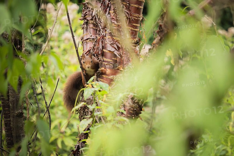 Eurasian squirrel (Sciurus vulgaris), curious looking, climbing on a tree trunk and partially covered by dense foliage, natural camouflage in the green undergrowth, soft diffuse daylight and quiet forest atmosphere, Dortmund, North Rhine-Westphalia, Germany