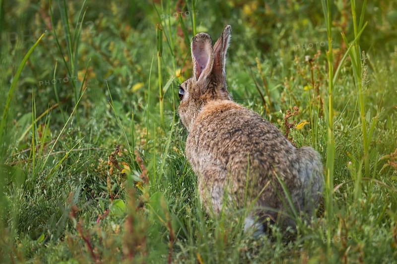 Wild rabbit (Oryctolagus cuniculus) adult, in tall grass with erect ears, lateral view from the back in natural coastal vegetation, soft light and calm, natural atmosphere, Schillig, Lower Saxony, Germany