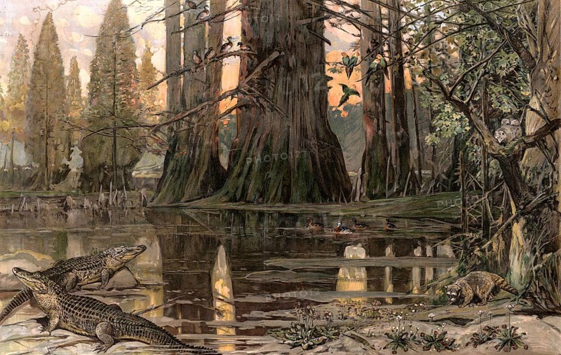 Landscape with crocodiles on the Mississippi River, America, authentic reproduction of a school mural, historic, around 1900